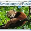 Puzzle 500 Pièces Panda Roux Ravensburger -BéBé Maison Magasin 0ca58938b82c2636af8a0df1f53a